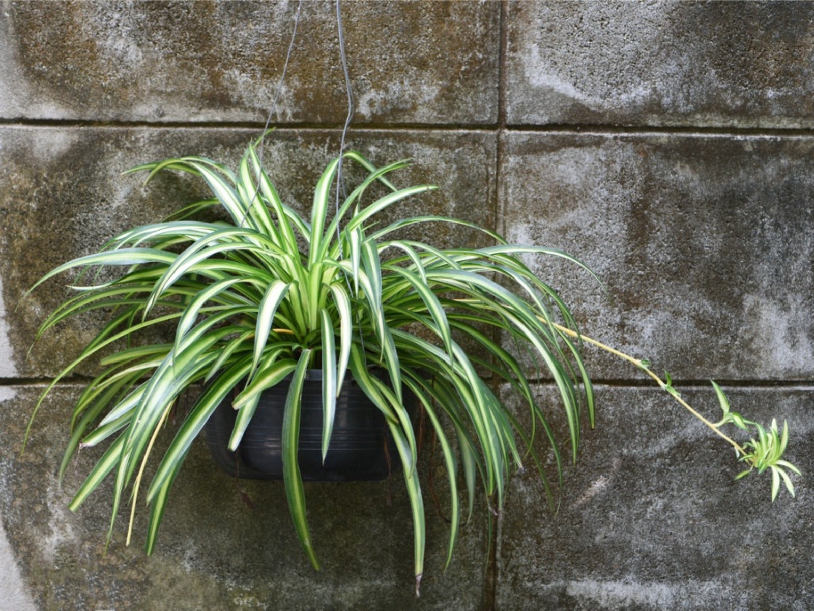 Spider Plant